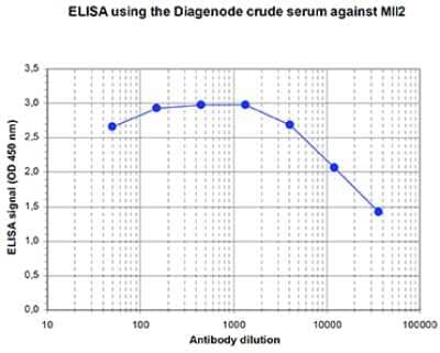 ELISA: KMT2B Antibody [NBP3-18667] - Figure 1. Determination of the titer To determine the titer, an ELISA was performed using a serial dilution of the antibody directed against mouse KMT2B . The wells were coated with the peptides used for immunisation of the rabbit. By plotting the absorbance against the antibody dilution (Figure 1), the titer of the antibody was estimated to be 1:32,500.